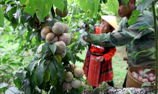 Khi những quả mận trên thân cây 20-30 năm tuổi, chuyển từ màu xanh sang tím đậm là lúc người dân bản Pa Khen 1, như gia đình anh Tráng A Dúng, bắt đầu mùa thu hoạch.