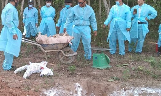 Cơ quan chức năng tiêu hủy số lợn bị dịch tả lợn Châu Phi ở thị trấn Lao Bảo. Ảnh: LB.