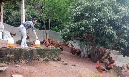 Nữ đoàn viên Vũ Ngọc Mai (giáo viên trường mầm non tại huyện Tân Yên, Bắc Giang) vay 20 triệu để chăn nuôi gà, phát triển kinh tế gia đình. Mỗi năm, gia đình chị Mai thu hoạch khoảng 35-40 triệu đồng từ mô hình này. Ảnh: LĐLĐ tỉnh Bắc Giang cung cấp