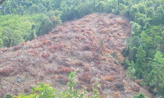 Rừng DT 2 (rừng cây gỗ tái sinh) tiểu khu 231 (thuộc xã Suối Tân, huyện Cam Lâm, tỉnh Khánh Hòa) bị đốn hạ trong thời gian qua. Ảnh: Nhiệt Băng