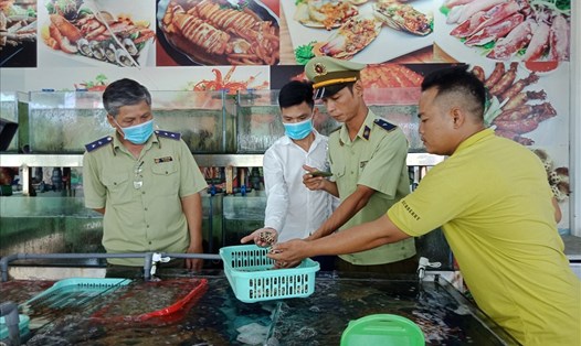 Lực lượng quản lý thị trường kiểm tra mẫu ốc hương tại nhà hàng hải sản Tháp Bà 86. Ảnh: Nhiệt Băng