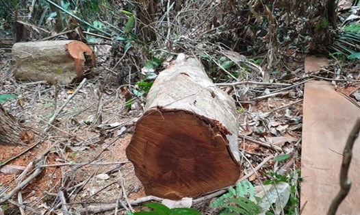Một diện tích rừng tự nhiên tại huyện Vĩnh Linh (tỉnh Quảng Trị) bị phá đầu năm 2021. Ảnh: Hưng Thơ.