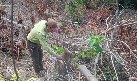 Cơ quan chức năng huyện Cam Lâm khám nghiệm hiện trường vụ phá rừng tại tiểu khu 231, xã Suối Tân, huyện Cam Lâm, Khánh Hòa. Ảnh: Nhiệt Băng