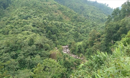 Thảm thực vật rừng ở tỉnh Lai Châu, Việt Nam. Ảnh: Wiki