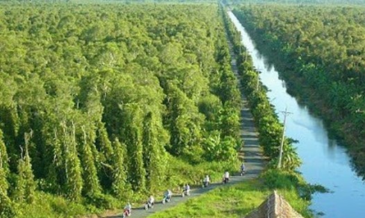 Một góc rừng U Minh hạ nơi tổ chức sự kiện "hương rừng U Minh" trong điều kiện COVID-19 diễn biến phức tạp. Ảnh: Nhật Hồ
