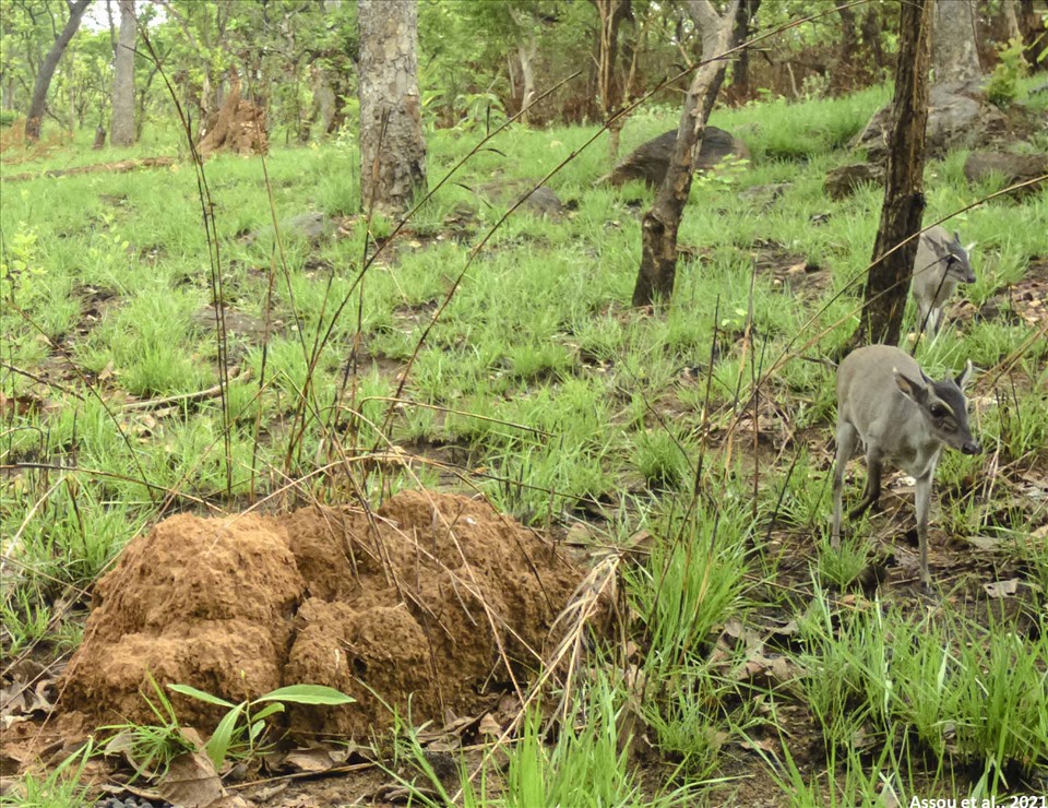 Linh Duong Walter. Photo: WildCRU.