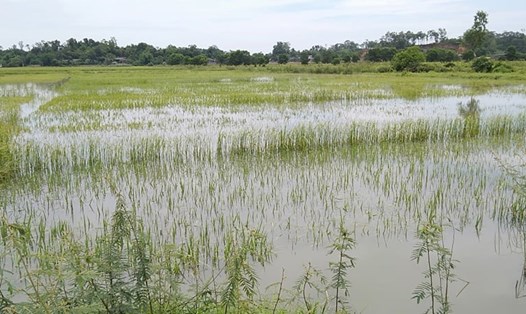 Cánh đồng lúa của xã Sơn Bình bị ngập 2 ngày nay vẫn chưa thoát được. Ảnh: Sỹ Thông