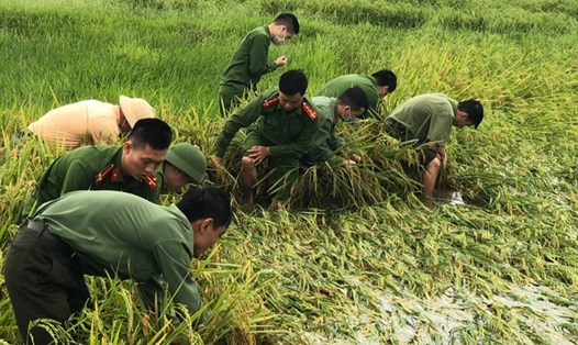 Công an huyện Can Lộc giúp dân bó lúa đổ do mưa lớn ở xã Trung Lộc. Ảnh: CA.
