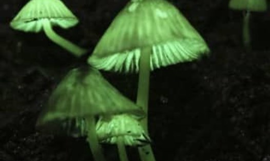 Nấm phát quang sinh học phát ra ánh sáng màu xanh lục tại một công viên rừng ở Tatsugo trên đảo Amami-Oshima. Ảnh: Kyodo News