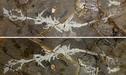 Hóa thạch cỏ Ninh Thành được phát hiện tại Trung Quốc. Ảnh: Tân Hoa Xã