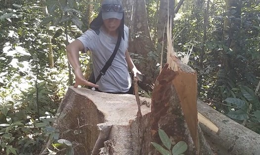 Một số vụ đốn hạ cây gỗ trái phép ở huyện Kông Chro đang được xử lý, truy bắt các đối tượng. Ảnh T.Tuấn