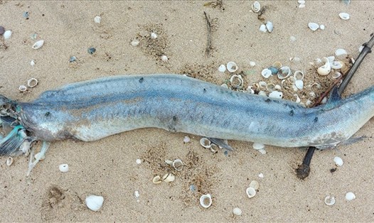 Nhiều con cá xương xanh có trọng lượng từ 2-3kg trôi dạt vào bờ biển và đang trong quá trình phân hủy. Ảnh: T.T
