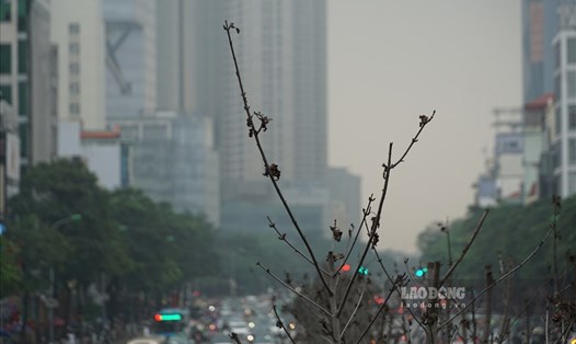 Hàng cây phong trên dải phân cách tuyến phố Nguyễn Chí Thanh - Trần Duy Hưng sẽ được thay mới. Ảnh: T.G