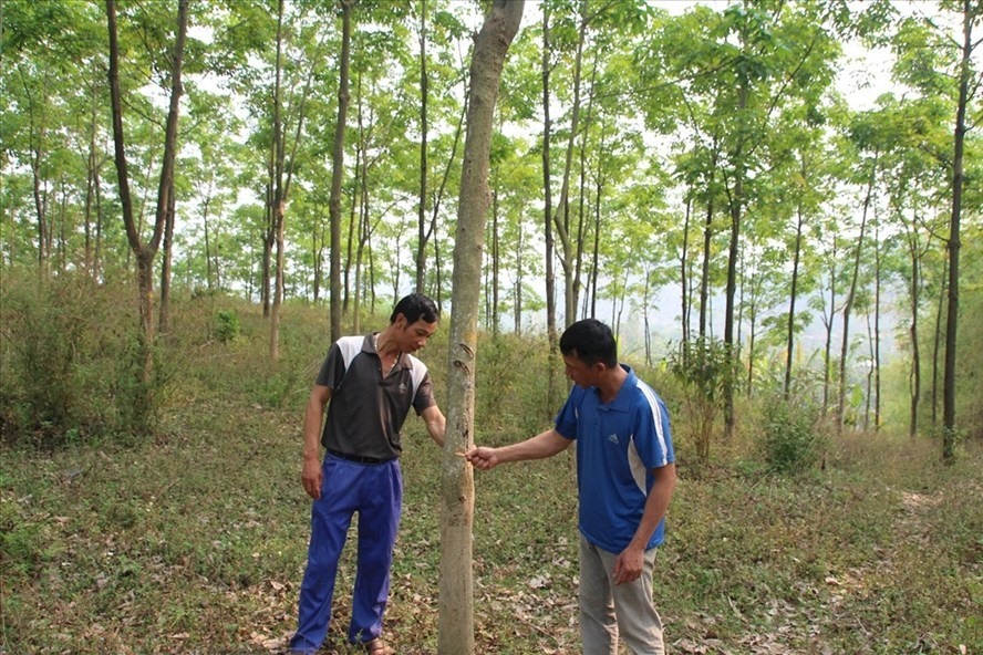 Chỉ có 4 loại tài sản gắn liền với đất được cấp sổ đỏ. Ảnh minh họa: LĐO