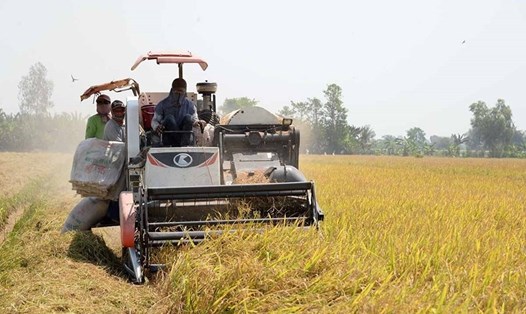 Xuất khẩu gạo giảm mạnh trong quý I/2021 chủ yếu do thiếu vỏ container rỗng và do 2 quốc gia nhập khẩu gạo lớn của Việt Nam giảm số lượng. Ảnh minh họa: Trần Lưu