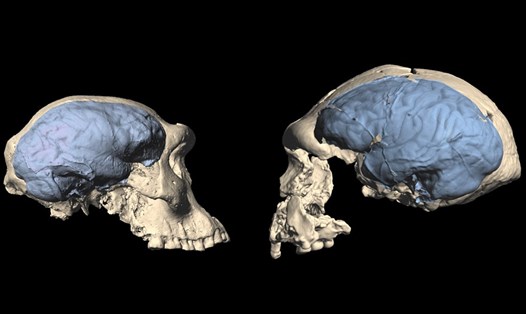Hộp sọ của người Homo sơ khai đến từ Georgia với bộ não giống vượn (trái) và từ Indonesia với bộ não giống người (phải). Ảnh: Đại học Zurich