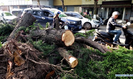 Ảnh chụp ngày 1.5 cho thấy cây đổ bên đường ở thành phố Nam Thông, tỉnh Giang Tô, Trung Quốc. Ảnh: Xinhua