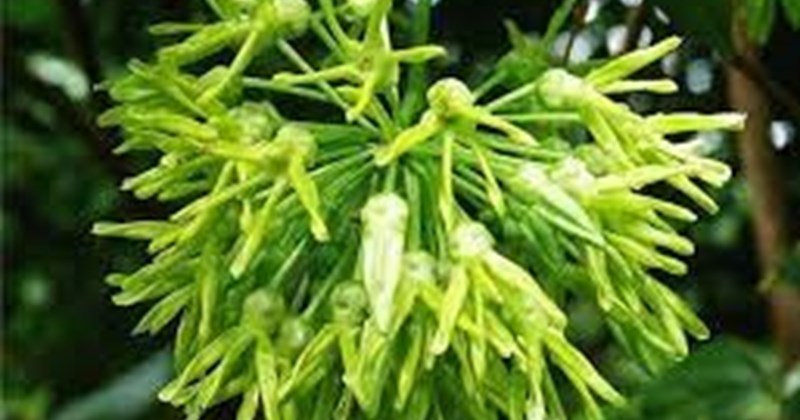 Tác dụng bất ngờ của hoa thiên lý đối với sức khoẻ Tác Dụng Bất Ngờ Của Hoa Thiên Lý Đối Với Sức Khoẻ
