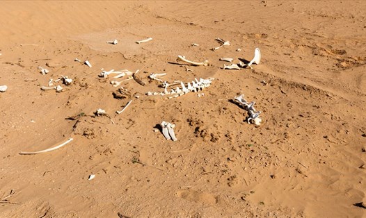Người ta tin rằng những chiếc xương có tuổi đời từ 6.000 đến 14.000 năm. Ảnh: Trung tâm Khoa học Nevada (Mỹ)
