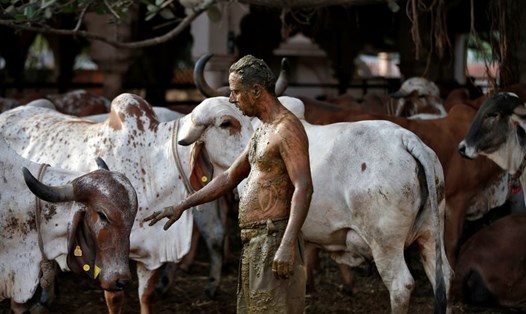 Một nhân viên tuyến đầu chống dịch ở Ấn Độ sử dụng liệu pháp phân bò vì tin rằng nó giúp tăng cường miễn dịch chống COVID-19. Ảnh: Bang Gujarat/AFP