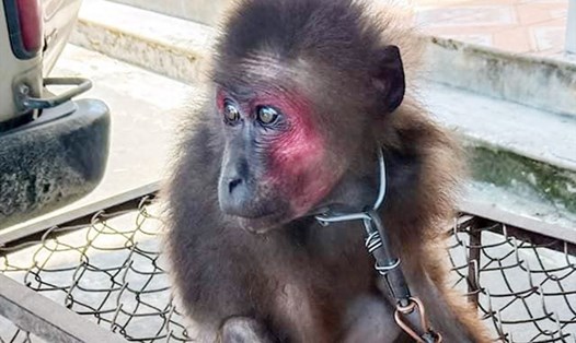 Cá thể khỉ mặt đỏ mà hộ dân ở Hương Khê giao nộp để thả về tự nhiên. Ảnh: TT.