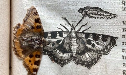 Con bướm cổ được cho là 400 năm tuổi. Ảnh: Đại học Cambridge