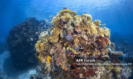 Các rạn san hô trên khắp thế giới có thể ngừng phát triển trong thập kỷ tới do biến đổi khí hậu. Ảnh: AFP
