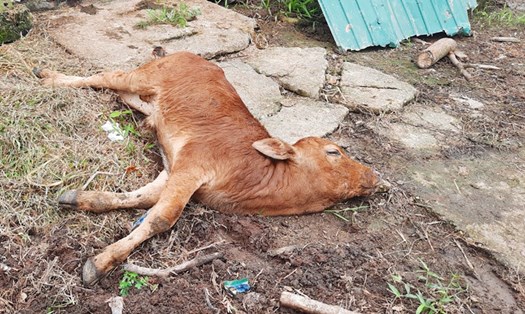 Hiện dịch bệnh trên đàn gia súc ở Hà Tĩnh vẫn còn phức tạp. Trong ảnh là con bê của hộ dân ở huyện Cẩm Xuyên bị chết do bệnh viêm da nổi cục. Ảnh: TT.