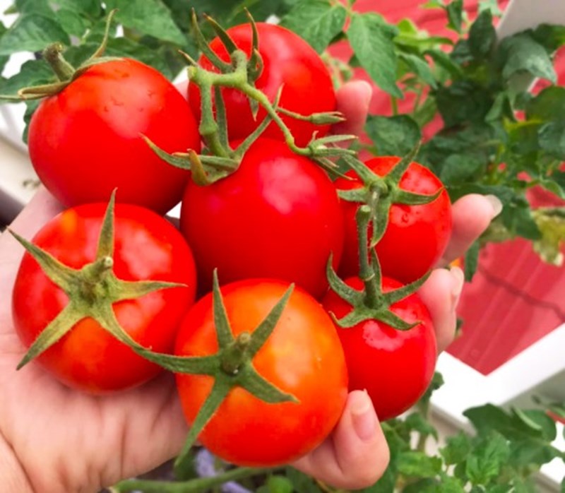 Liệu cà chua có thể giúp làm giảm triệu chứng đau dạ dày?
