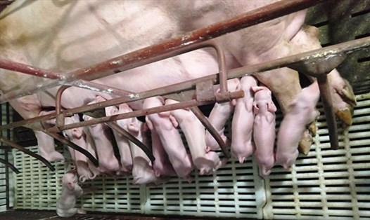 Nếu giá lợn hơi tiếp tục giảm, thì nguy cơ thua lỗ của các hộ chăn nuôi nhỏ là rất lớn. Ảnh: Vũ Long