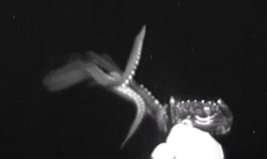 Medusa ghi cảnh con mực khổng lồ bơi vòng quanh E-Jelly trong vài phút trước khi tấn công. Ảnh: NOAA
