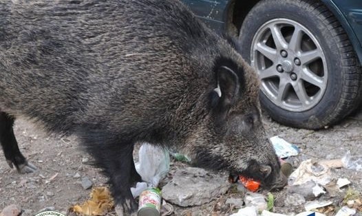 Lợn rừng đuổi theo người phụ nữ để xin ăn tại một bãi đậu xe ở Italia. Ảnh: ACR