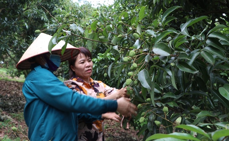 Từ đầu năm, việc lập vùng an toàn dịch bệnh cho vùng trồng vải đã được chính quyền và Sở NNPTNT tỉnh Bắc Giang quan tâm. Ảnh: Sở NNPTNT Bắc Giang