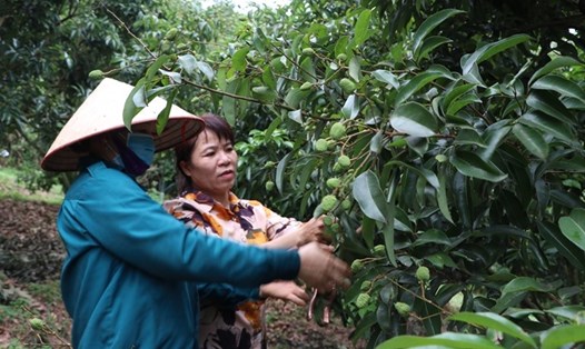 Từ đầu năm, việc lập vùng an toàn dịch bệnh cho vùng trồng vải đã được chính quyền và Sở NNPTNT tỉnh Bắc Giang quan tâm. Ảnh: Sở NNPTNT Bắc Giang
