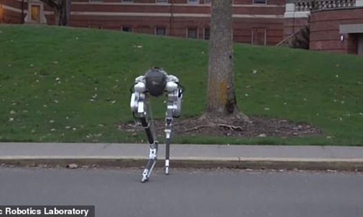 Robot không đầu - gọi là Cassie - được phát triển bởi Phòng thí nghiệm Robot tại Đại học bang Oregon. Ảnh: Đại học bang Oregon