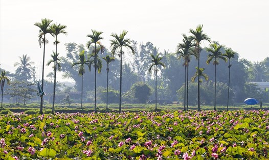 Đà Nẵng đón mùa sen bình yên tháng 5. Ảnh: Lê Tuấn