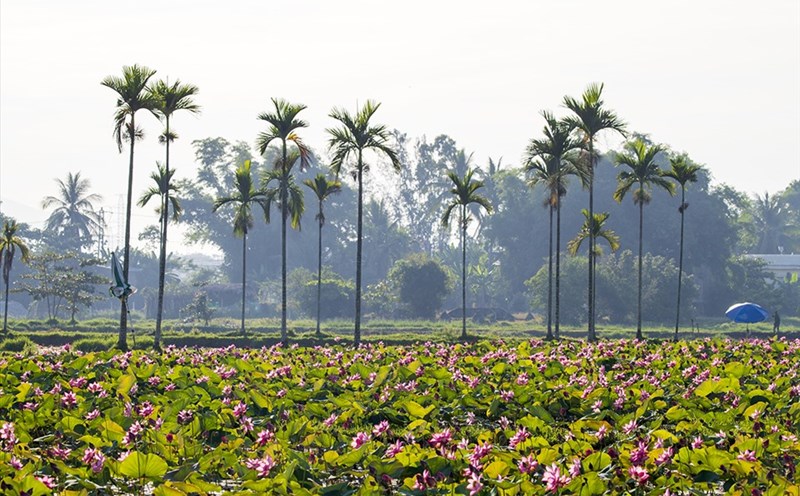 Đà Nẵng đón mùa sen bình yên tháng 5. Ảnh: Lê Tuấn