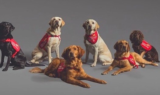 6 chú chó nghiệp vụ đã được huấn luyện để phát hiện ra người nhiễm COVID-19. Ảnh: Medical Detection Dogs