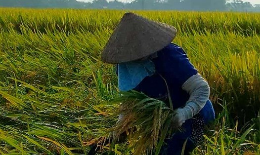 Đến đầu tháng 5.2021, xuất khẩu gạo tăng 2% so với cùng kỳ năm trước. Ảnh: Khánh Hường