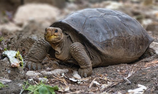 Con rùa tưởng tuyệt chủng được phát hiện ở Ecuador. Ảnh: Công viên Quốc gia Galapagos