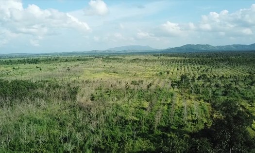 Tỉnh Gia Lai cần được chuyển hơn 8.500 ha đất rừng sAng đất nông nghiệp để có vùng tưới cho thủy lợi Ia Mơr. Ảnh TT