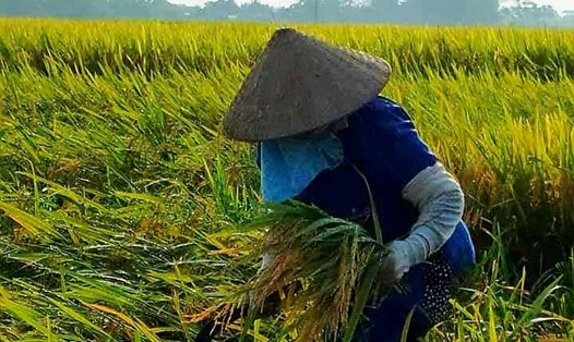Việt Nam có nhiều giống lúa cho gạo ngon để tham dự cuộc thi "Gạo ngon nhất thế giới". Ảnh: Vũ Long
