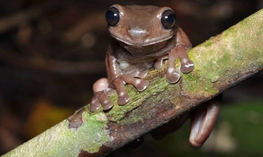 Loài ếch mới được gọi là ếch sôcôla bởi làn da màu nâu bóng đặc trưng của chúng. Ảnh: Bảo tàng Queensland