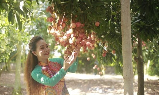 Du khách ghé thăm cây vải Tổ của Hưng Yên. Ảnh: Văn Hải