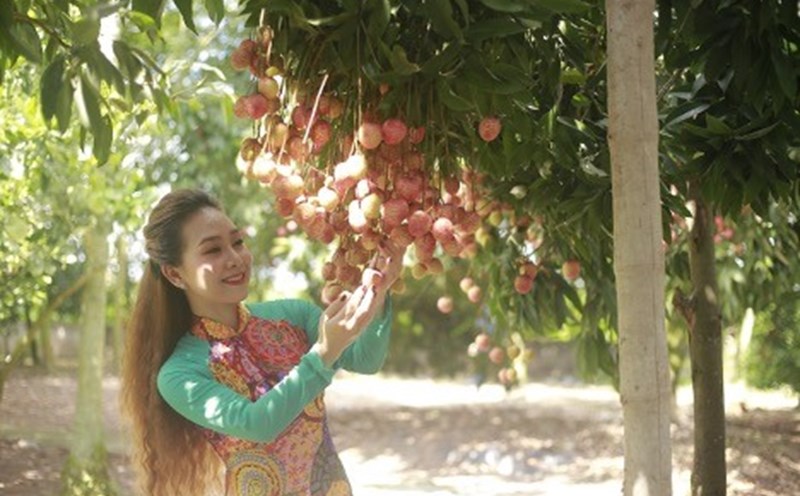 Du khách ghé thăm cây vải Tổ của Hưng Yên. Ảnh: Văn Hải