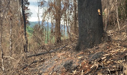 Một vụ đốt rừng để trồng rừng vừa xảy ra giữa tháng 5.2021 tại huyện Phước Sơn, Quảng Nam. Ảnh: Huy Kha