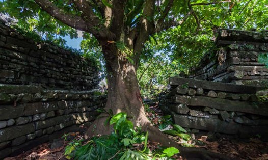 Thành phố cổ Nan Madol trên đảo Pohnpei của Liên bang Micronesia thuộc Thái Bình Dương là một di tích chứa đựng nhiều bí ẩn. Ảnh: AFP