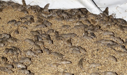Nạn chuột khiến hàng nghìn nông dân ở Australia điêu đứng vì hậu quá cắn phá do chúng gây ra. Ảnh: AFP