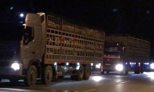 Lô lợn nhập khẩu 850 con cách ly cùng nơi với 980 con bị dịch tả lợn Châu Phi được đưa lên xe, chở ra miền Bắc tiêu thụ vào 0h ngày 21.5. Ảnh: CA.