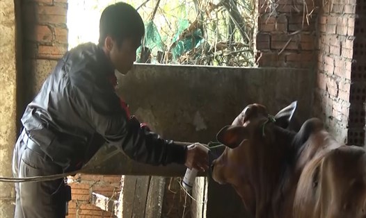 Dịch viêm da nổi cục trên gia súc lây lan nhanh ở Quảng Nam. Ảnh: Thanh Chung